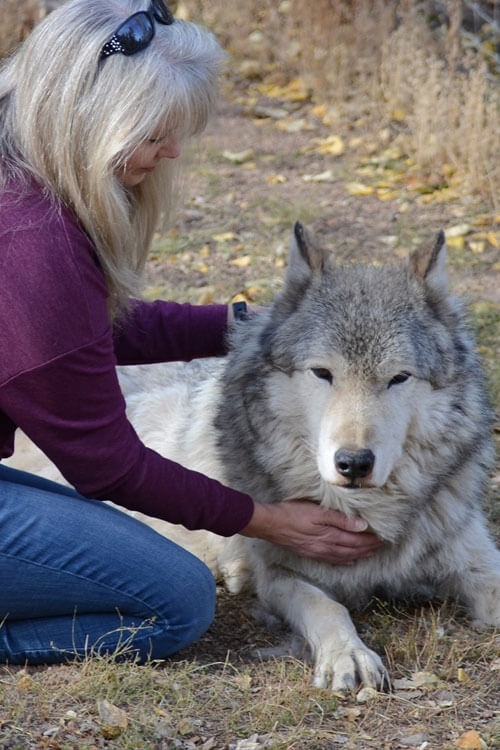 Animal Reiki Animal Reiki