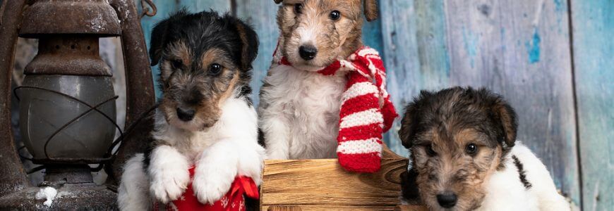 Bigstock Fox Terrier Puppy Fox Terrier 389339974 870x300