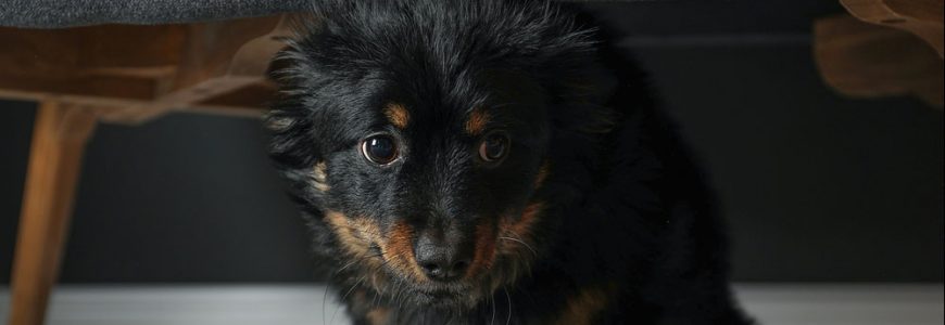 Bigstock Stressed Dog Hiding Under Sofa 344906761 870x300