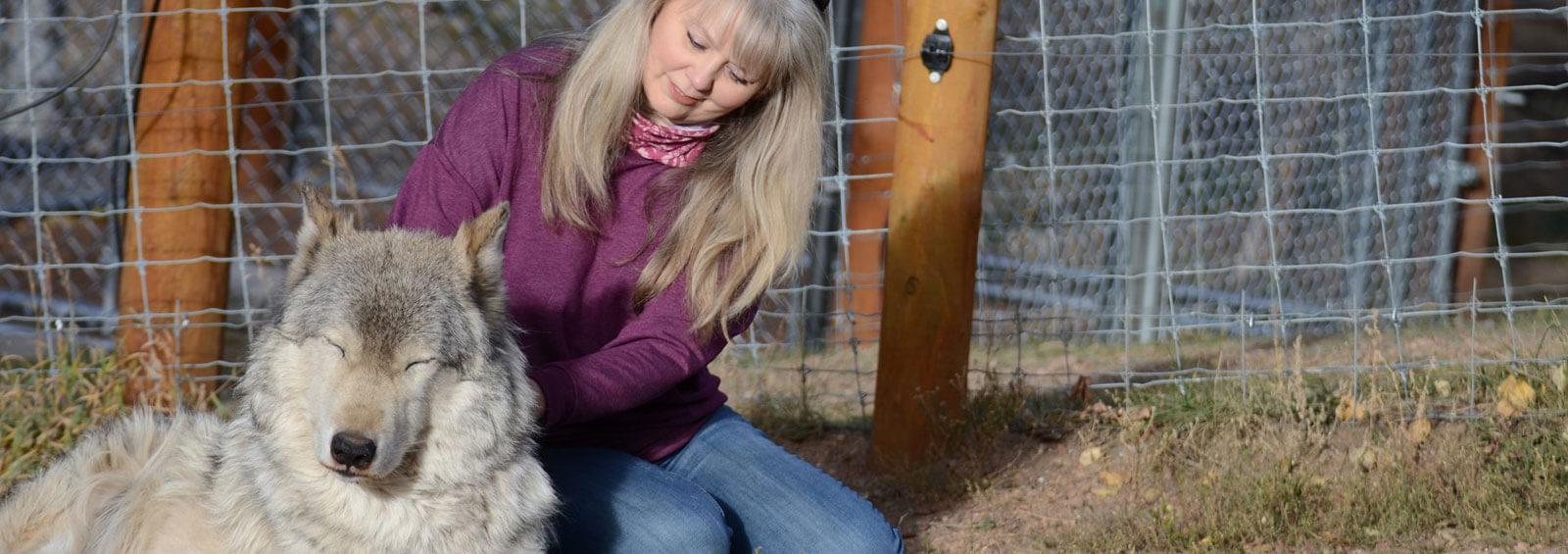 Petting Wolf