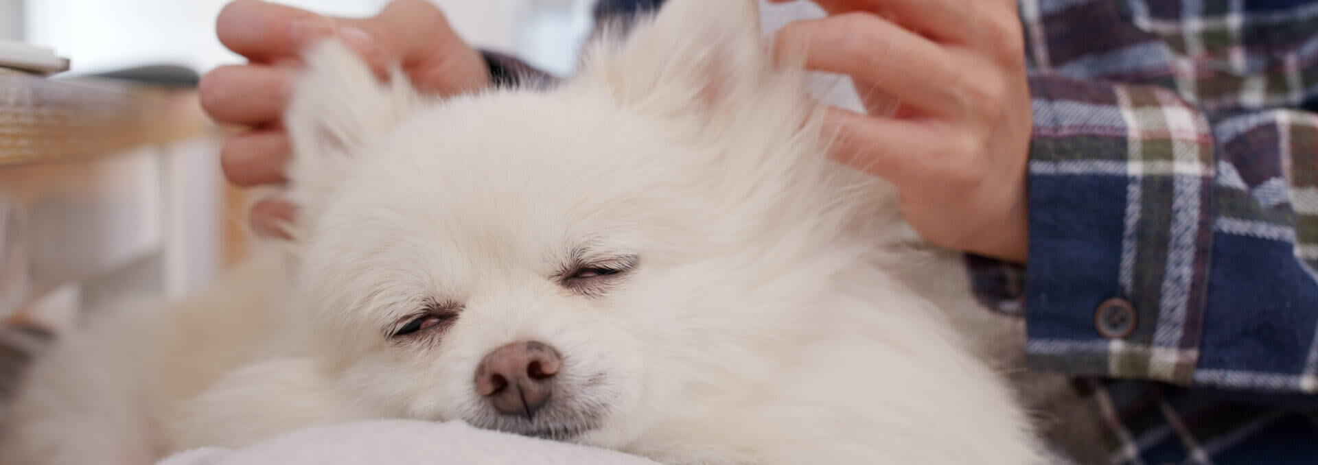 Pomeranian Dog Sleep On Woman Legs