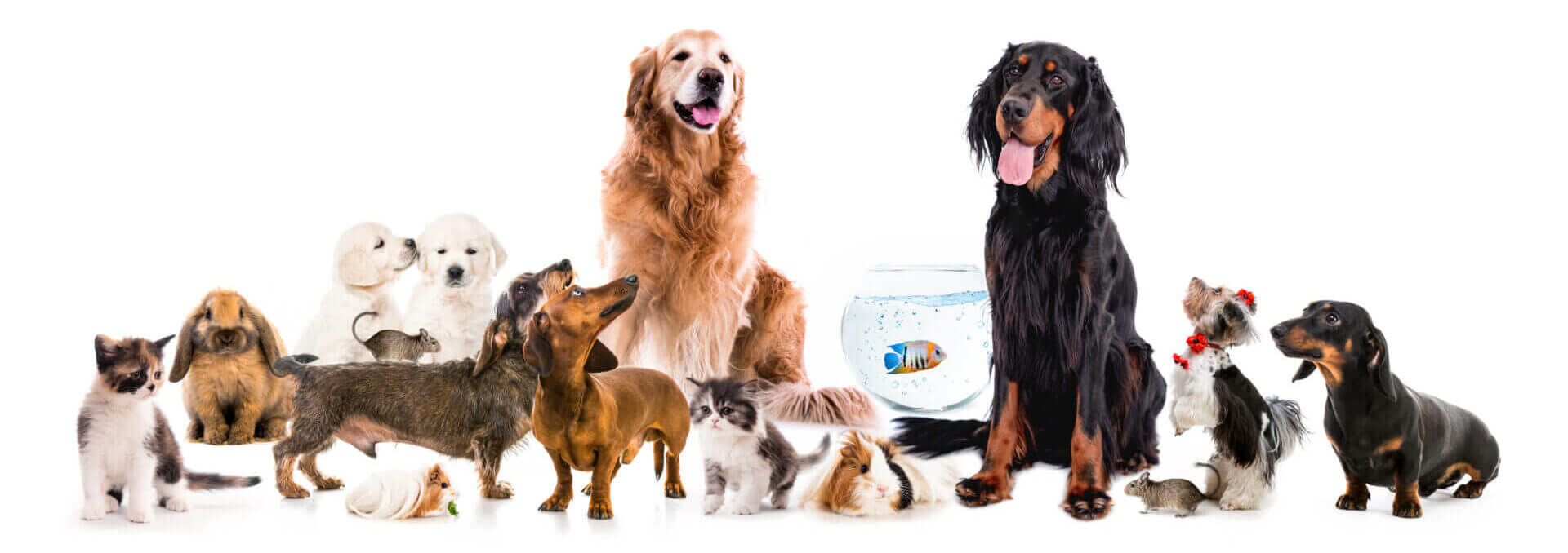 Collage Of Pets Isolated On White Background