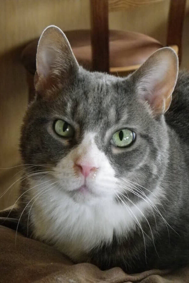 Home Page For Pets Link1