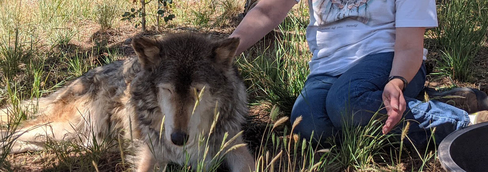 Wolf Reiki Wolf Reiki