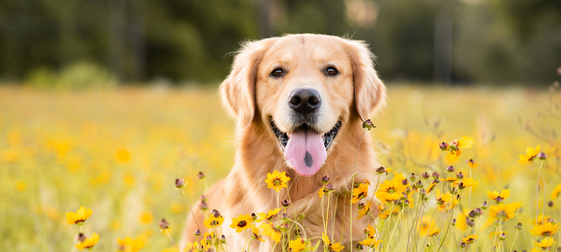 Golden Retriever In The Field With Yellow Flowers. Beautiful Dog