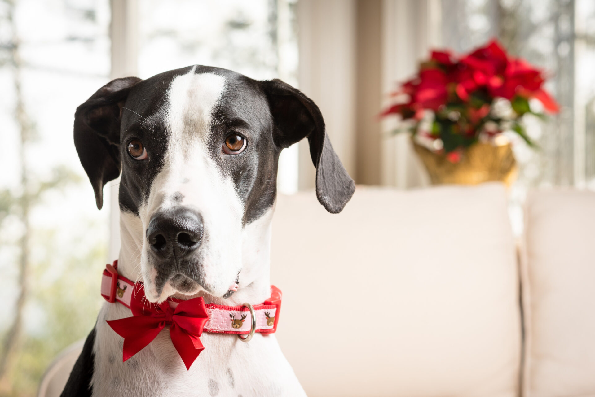 Portrait Of A Great Dane Wearing A Holiday Collar With Pointsetta Plant In The Background.